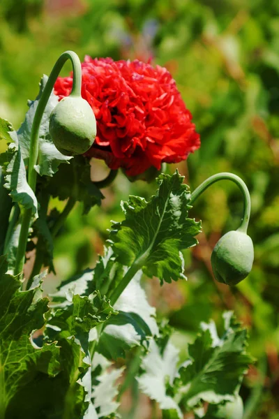 Květy Červené Vlčí Máky Kvetou Divoké Pole Krásné Pole Červené — Stock fotografie