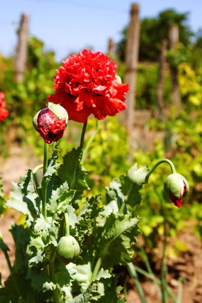 Kwiaty Kwitną Czerwone Maki Dzikie Pola Piękne Czerwone Maki Selektywny — Zdjęcie stockowe