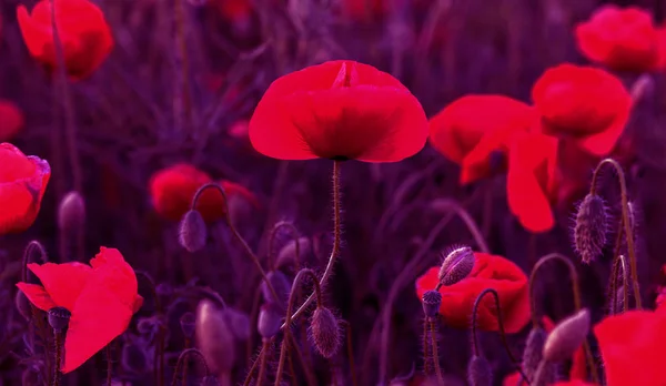 Blüht Roter Mohn Auf Wildem Feld Schöne Rote Feldmohn Mit — Stockfoto