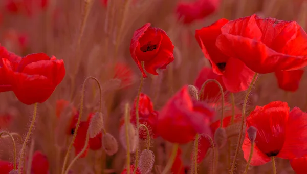 無人の野の花が赤いケシ 選択的なフォーカスを持つ美しいフィールド赤いケシ 柔らかな光で赤いケシの花 赤いケシの空き地 調子を整えます 暗い低いキーで創造的な処理 — ストック写真