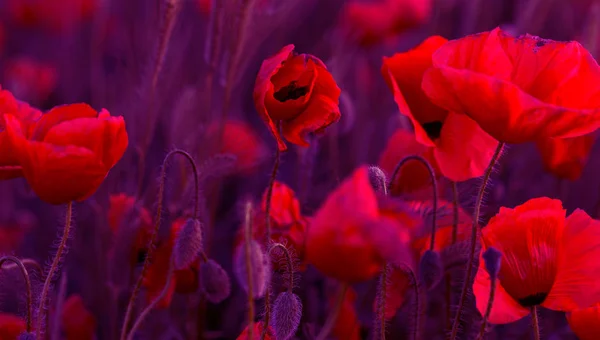 Fleurs Coquelicot Rouge Fleurit Sur Champ Sauvage Beau Champ Coquelicots — Photo