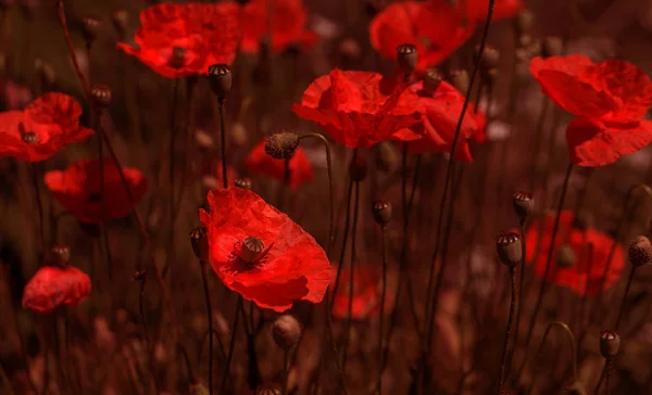 Fiori Papaveri Rossi Fioriscono Sul Campo Selvatico Bellissimi Papaveri Rossi — Foto Stock