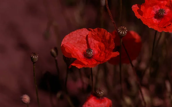 Virágok Piros Pipacs Virága Vad Mező Gyönyörű Vörös Mezőben Pipacsok — Stock Fotó