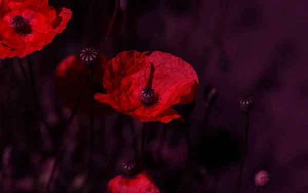 Цветы Красные Маки Цветут Диком Поле Мбаппе Красные Карточки Выборочным — стоковое фото