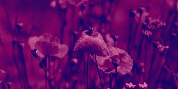 Flores Las Amapolas Rojas Florecen Campo Salvaje Hermosas Amapolas Rojas —  Fotos de Stock