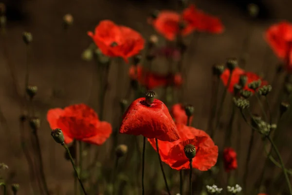 Fiori Papaveri Rossi Fioriscono Sul Campo Selvatico Bellissimi Papaveri Rossi — Foto Stock