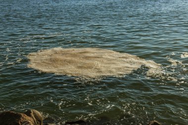Deniz suyu kirli. Su üzerinde kir. Kirli yağ lekeleri yüzeyi deniz suyu kanalizasyon akış sonucu olarak kirlenmiş. çamur dalgalanmalar. Çöp. Ekolojik sorun. Banyo, kopyalanamaz, çoðaltýlamaz, taklit edilemez plaj kapalı