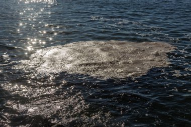 Deniz suyu kirli. Su üzerinde kir. Kirli yağ lekeleri yüzeyi deniz suyu kanalizasyon akış sonucu olarak kirlenmiş. çamur dalgalanmalar. Çöp. Ekolojik sorun. Banyo, kopyalanamaz, çoðaltýlamaz, taklit edilemez plaj kapalı