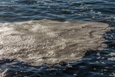 Deniz suyu kirli. Su üzerinde kir. Kirli yağ lekeleri yüzeyi deniz suyu kanalizasyon akış sonucu olarak kirlenmiş. çamur dalgalanmalar. Çöp. Ekolojik sorun. Banyo, kopyalanamaz, çoðaltýlamaz, taklit edilemez plaj kapalı