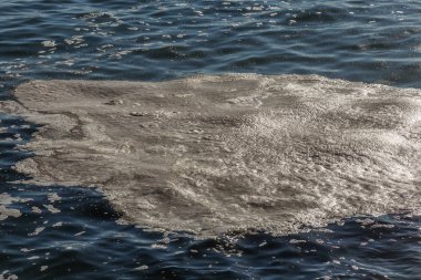 Deniz suyu kirli. Su üzerinde kir. Kirli yağ lekeleri yüzeyi deniz suyu kanalizasyon akış sonucu olarak kirlenmiş. çamur dalgalanmalar. Çöp. Ekolojik sorun. Banyo, kopyalanamaz, çoðaltýlamaz, taklit edilemez plaj kapalı