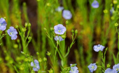 Flax çiçeklerinden oluşan parlak mavi bir çiçek ve onun karmaşık arka planda filizlenmesi. Dekoratif keten çiçekleri. Flax teknik kültürünün tarımsal alanı aktif çiçeklenme aşamasında