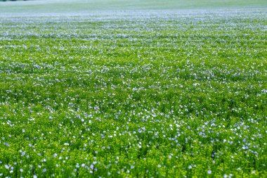 Flax çiçeklerinden oluşan parlak mavi bir çiçek ve onun karmaşık arka planda filizlenmesi. Dekoratif keten çiçekleri. Flax teknik kültürünün tarımsal alanı aktif çiçeklenme aşamasında