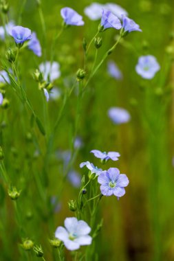 Flax çiçeklerinden oluşan parlak mavi bir çiçek ve onun karmaşık arka planda filizlenmesi. Dekoratif keten çiçekleri. Flax teknik kültürünün tarımsal alanı aktif çiçeklenme aşamasında