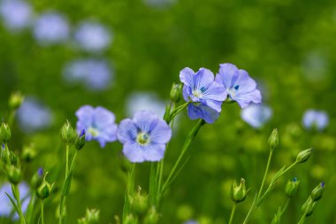 Flax çiçeklerinden oluşan parlak mavi bir çiçek ve onun karmaşık arka planda filizlenmesi. Dekoratif keten çiçekleri. Flax teknik kültürünün tarımsal alanı aktif çiçeklenme aşamasında