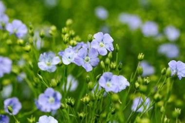 Flax çiçeklerinden oluşan parlak mavi bir çiçek ve onun karmaşık arka planda filizlenmesi. Dekoratif keten çiçekleri. Flax teknik kültürünün tarımsal alanı aktif çiçeklenme aşamasında