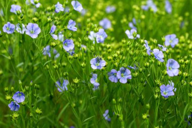 Flax çiçeklerinden oluşan parlak mavi bir çiçek ve onun karmaşık arka planda filizlenmesi. Dekoratif keten çiçekleri. Flax teknik kültürünün tarımsal alanı aktif çiçeklenme aşamasında