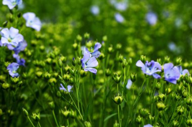 Flax çiçeklerinden oluşan parlak mavi bir çiçek ve onun karmaşık arka planda filizlenmesi. Dekoratif keten çiçekleri. Flax teknik kültürünün tarımsal alanı aktif çiçeklenme aşamasında