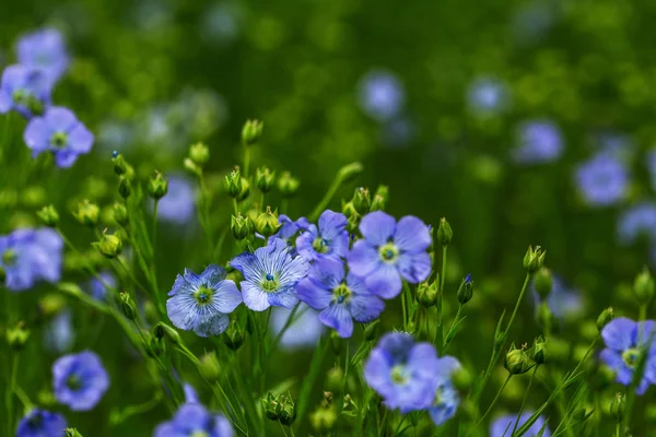 Jasny Delikatny Niebieski Kwiat Ozdobnego Kwiatu Lnu Jego Pędu Złożonym — Zdjęcie stockowe