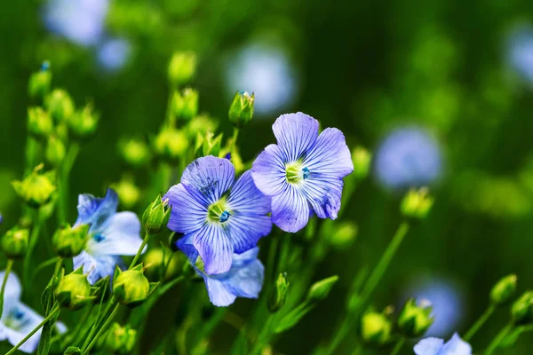 Bright delicate blue flower of ornamental flower of flax and its shoot against complex background. Flowers of decorative flax. Agricultural field of flax technical culture in stage of active flowering