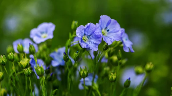 Bright Delicate Blue Flower Ornamental Flower Flax Its Shoot Complex — Stock Photo, Image