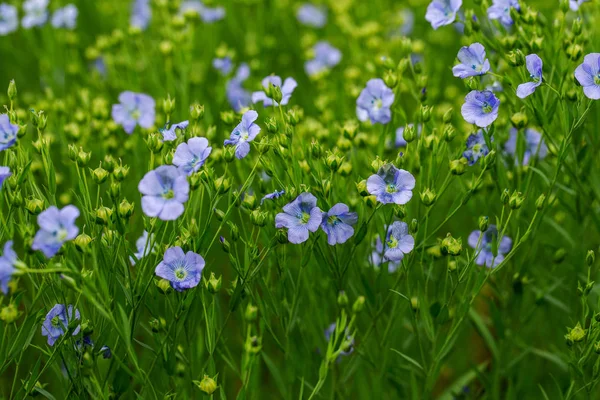 Яскрава Ніжна Блакитна Квітка Декоративної Квітки Льону Пагони Складному Тлі — стокове фото