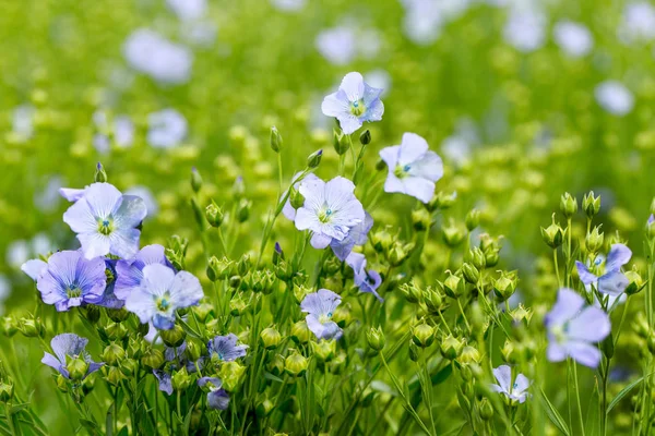 Bright Delicate Blue Flower Ornamental Flower Flax Its Shoot Complex — Stock Photo, Image