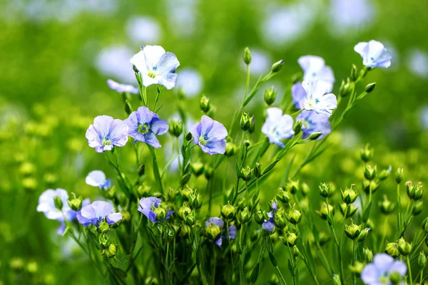 Bright Delicate Blue Flower Ornamental Flower Flax Its Shoot Complex — Stock Photo, Image