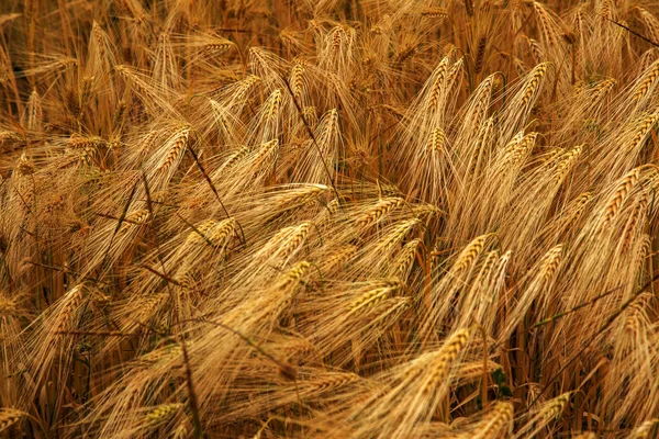 Búza Mező Füle Arany Búza Közelről Gyönyörű Természeti Táj Jellegét — Stock Fotó