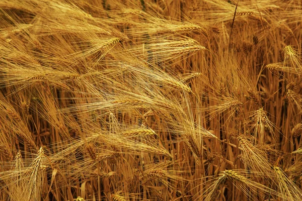 Campo Trigo Orejas Trigo Dorado Cerca Hermosa Naturaleza Paisaje Naturaleza —  Fotos de Stock