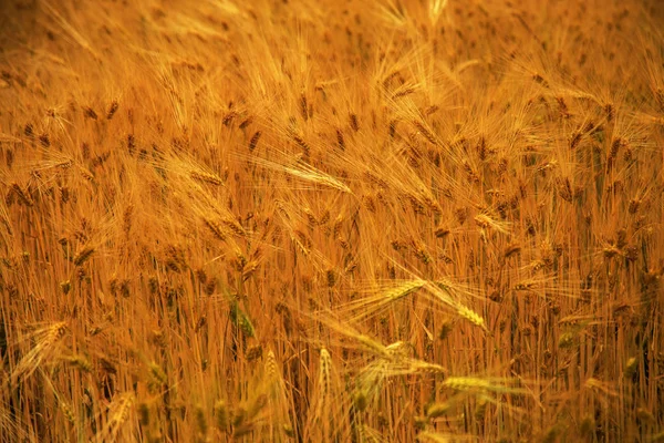 Пшеничное Поле Уши Золотой Пшеницы Закрываются Природа Ландшафта Сельский Пейзаж — стоковое фото