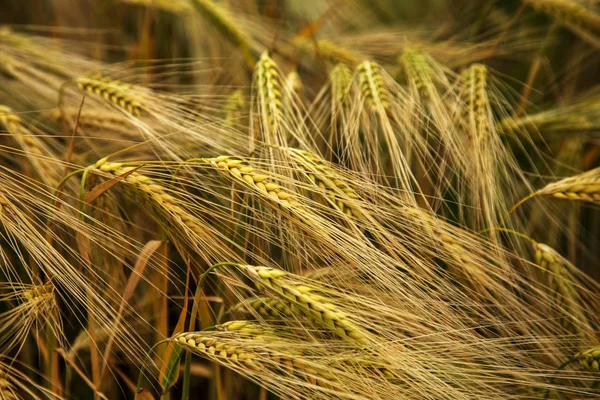 Buğday Alan Altın Buğday Kulaklarını Kapat Güzel Doğa Manzara Doğa — Stok fotoğraf