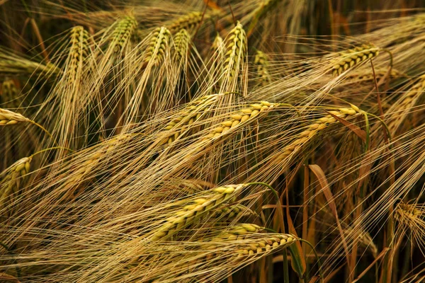 金色麦子的耳朵特写 美丽的自然景观自然 农村风景良好的粮食收成 草甸小麦田成熟穗的背景 富有收获的概念 — 图库照片