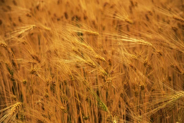 Пшеничне Поле Вуха Золотої Пшениці Крупним Планом Прекрасна Природа Ландшафту — стокове фото
