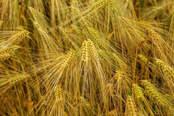 Weizenfeld Ähren Aus Goldenem Weizen Aus Nächster Nähe Schöne Naturlandschaft — Stockfoto