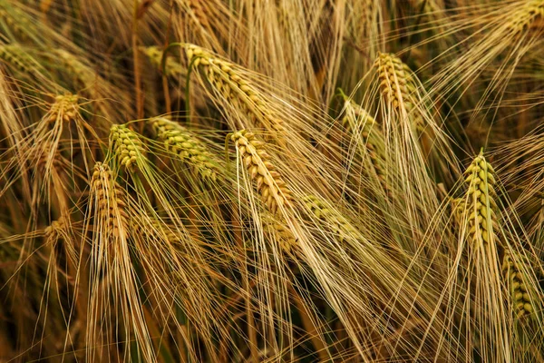 Weizenfeld Ähren Aus Goldenem Weizen Aus Nächster Nähe Schöne Naturlandschaft — Stockfoto