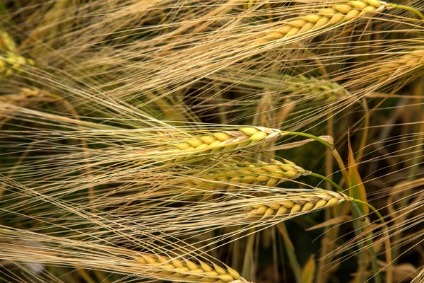 Campo Trigo Orelhas Trigo Dourado Fecham Bela Natureza Paisagem Natureza — Fotografia de Stock