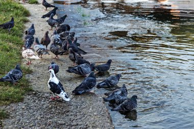Endüstriyel atıksu axım sonucu olarak kirlenmiş göl su yüzeyi kirli yağ lekeleri. Petrol göl kenarında arabada yıkadıktan sonra nokta. Ekolojik sorun.