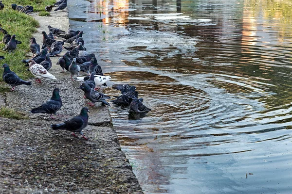 Manchas Aceite Sucio Superficie Del Agua Del Lago Contaminada Como — Foto de Stock