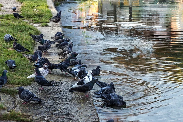 Endüstriyel Atıksu Axım Sonucu Olarak Kirlenmiş Göl Yüzeyi Kirli Yağ — Stok fotoğraf