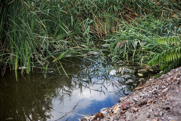 Oděsa Ukrajina Srpna 2015 Velké Množství Trosek Znečištěné Odpadní Vody — Stock fotografie