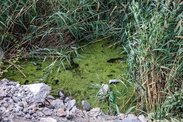 Odessa, Ukrayna - 8 Ağustos 2015: enkaz ve kirli atık su büyük miktarda yosun hızlı büyüme göle neden oldu. Su kirliliği. Ekolojik sorun