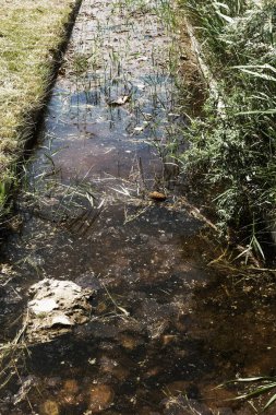 Kirli kanalizasyon ve küçük nehir ev çöpleri, sulama kanalı alg hızlı büyüme neden olur. Su kirliliği. Ekolojik sorun. Sorun plastik. Su kullanımı tehlikelidir, bu yasaktır