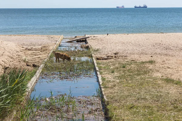 Canalizarea Murdară Gunoiul Casnic Râul Mic Canalul Irigare Provoacă Creșterea — Fotografie, imagine de stoc