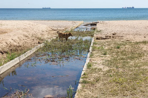 Грязные Сточные Воды Бытовой Мусор Маленькой Реке Оросительный Канал Вызывает — стоковое фото