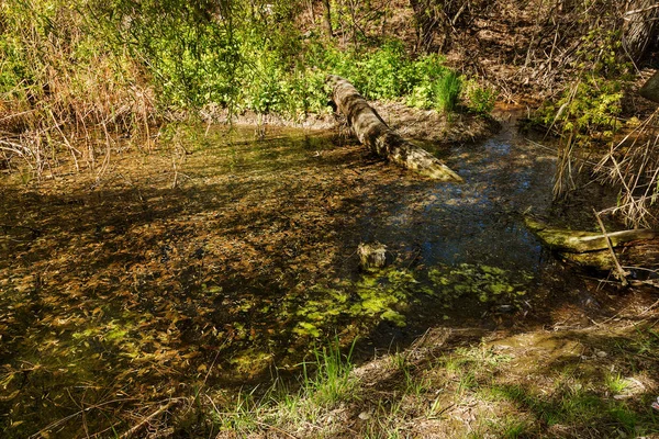 Znečištění Odpadních Vod Kanalizace Jsou Svedeny Veřejné Přírodní Rybník Ekologická — Stock fotografie