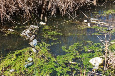 Kirli kanalizasyon ve küçük nehir ev çöpleri, sulama kanalı alg hızlı büyüme neden olur. Su kirliliği. Ekolojik sorun. Sorun plastik. Su kullanımı tehlikelidir, bu yasaktır