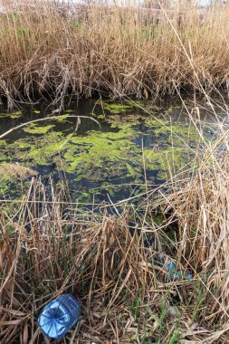 Kirli kanalizasyon ve küçük nehir ev çöpleri, sulama kanalı alg hızlı büyüme neden olur. Su kirliliği. Ekolojik sorun. Sorun plastik. Su kullanımı tehlikelidir, bu yasaktır