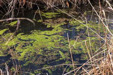 Kirli kanalizasyon ve küçük nehir ev çöpleri, sulama kanalı alg hızlı büyüme neden olur. Su kirliliği. Ekolojik sorun. Sorun plastik. Su kullanımı tehlikelidir, bu yasaktır