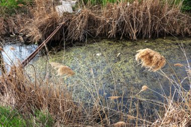 Kirli kanalizasyon ve küçük nehir ev çöpleri, sulama kanalı alg hızlı büyüme neden olur. Su kirliliği. Ekolojik sorun. Sorun plastik. Su kullanımı tehlikelidir, bu yasaktır