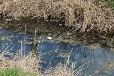 Kirli kanalizasyon ve küçük nehir ev çöpleri, sulama kanalı alg hızlı büyüme neden olur. Su kirliliği. Ekolojik sorun. Sorun plastik. Su kullanımı tehlikelidir, bu yasaktır
